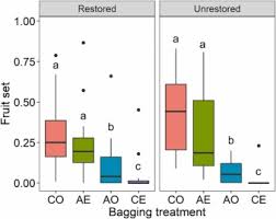 Image result for Pyrostria bibracteata