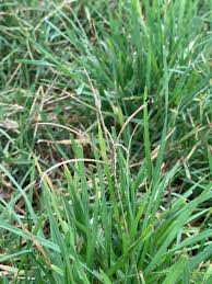 Image result for Cynodon aethiopicus