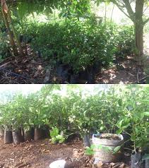 Sesuai untuk cuaca malaysia 6. Agro Projek Tanaman Limau Nipis Syahrilhafiz Com