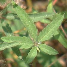 Image result for Merremia quinquefolia