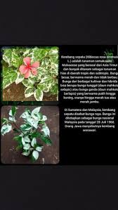 Nah, bunga yang dipilih sebagai puspa nasional indonesia adalah bunga melati putih. Jual Tanaman Bunga Sepatu Putih Variegata Bibit Pohon Kembang Hias Daun Di Lapak Putra Bibit Bukalapak