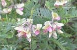 Image result for Tephrosia rhodesica