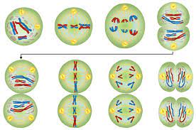 In this internet lesson, you will review the steps of mitosis and view video simulations of cell division. Meiosis Worksheet