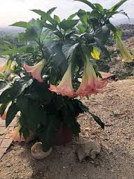 I have a large angel trumpet plant that i have heard is very poisonous. Angels Trumpet