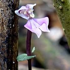 Image result for Disperis katangensis