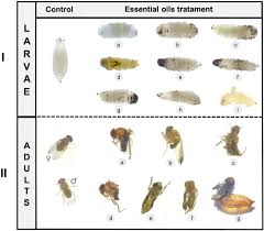 Local business in beaver dam, wisconsin. Insecticidal And Oviposition Deterrent Effects Of Essential Oils Of Baccharis Spp And Histological Assessment Against Drosophila Suzukii Diptera Drosophilidae Scientific Reports