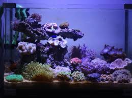 My Boyu 20g Reef Saltwater Aquarium Reef Saltwater