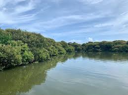 台江 四草湖 捕魚 生態 白鷺 紅樹林 水筆仔 臺南 台灣 tainan taiwan outdoor river water