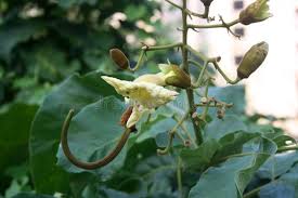 Image result for Fernandoa