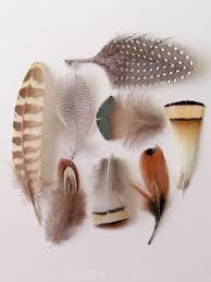 Like Snow Flakes No Two Are The Same Feather Art Feather Bird Feathers