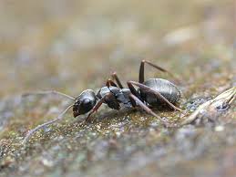 Image result for Formica fusca