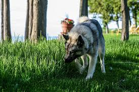 Image result for norský losí pes šedý