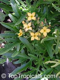 Image result for Kalanchoe laciniata