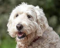 There is a $300 nonrefundable deposit to hold a puppy. Soft Coated Wheaten Terrier Cost Pricing Table Examples