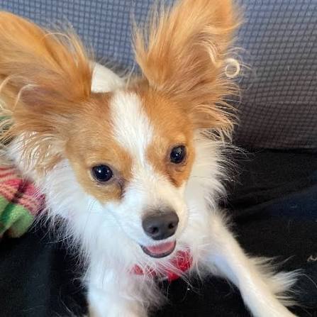 Papillon Dog Breed - The Cutest Papillon Photos