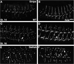 The maternal gradient of dorsal protein in the nuclei represses dpp transcription ventrally but not ventralised embryos partially rescued by injection of sog mrna ventralised embryos completely. The Balance Between Two Isoforms Of The Drosophila Rna Binding Protein How Controls Tendon Cell Differentiation Molecular Cell