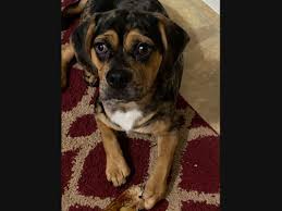 Always spay or neuter your pets. Latest Pets To Go Up For Adoption At West Deptford Area Shelters West Deptford Nj Patch