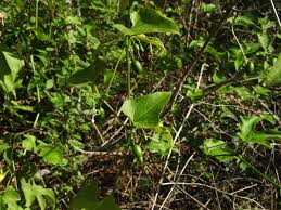 Image result for Cayaponia