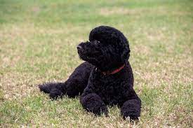 A companion dog, sunny, joined the family in august 2013. Barack Obama On Twitter Welcome To The Family Sunny Http T Co J0slnwchaw