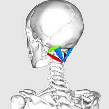 Archivo:Suboccipital triangle11.png - Wikipedia, la enciclopedia libre