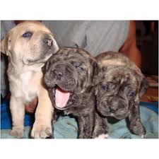 We did not find results for: Canary Dog Babies Baby Dogs Puppies Dog Heaven