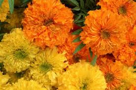 Day of the dead is a rare holiday for celebrating death and life. Day Of The Dead Flowers Name