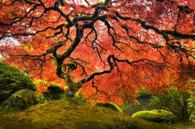 How Deep Do The Roots Of A Dwarf Japanese Maple Go Into The
