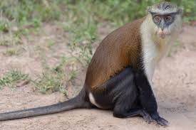 Image result for Monotes africanus