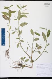 Image result for Caperonia