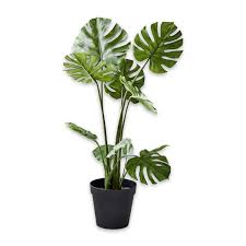 The monster part is likely because of its huge, glossy leaves. Dekopflanze Monstera Loberon