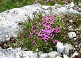 Leimkraut Polsternelke Die Rosa Polsterchen Stechen Uberall Hervor Es Gibt Zwei Vikariierende Arten Eine Auf Kalk Alpine Pflanzen Alpenblumen Wiesenblumen