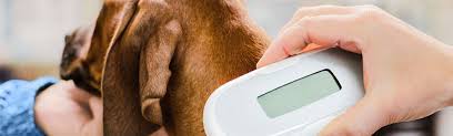 Maybe you would like to learn more about one of these? Get Ready For Your New Puppy Veterinarian Checklist