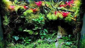 Ep 45 Bioactive Planted Vivarium New Frogs Frog Terrarium Dart Frog Terrarium Vivarium