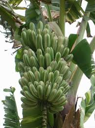 Image result for Musa paradisiaca