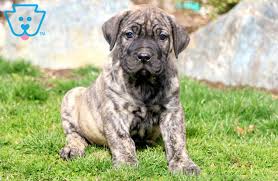 Black Boerboel Puppies For Sale In Durban Big Boy Presa Canario Puppy For Sale Keystone Puppies In 2020 Presa Canario Puppies For Sale Puppies