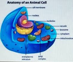 We did not find results for: How To Make An Animal Cell 10 Steps Instructables