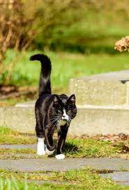 Why Do Cats Wag Their Tails A Guide To Cat Tail Language Cat Tail Language Cat Tail Cat With Blue Eyes