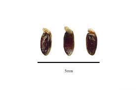 Image result for Penaeaceae