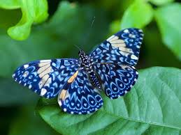 Image result for butterfly