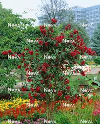 Image result for Cestrum elegans