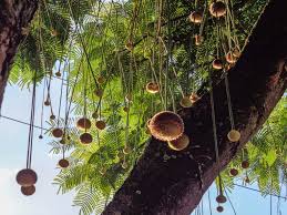 Image result for Parkia