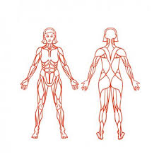 The anatomy of the human gravid uterus exhibited in figures wellcome l0050943.jpg 5,042 × 6,666; Female Anatomy Free Vector Eps Cdr Ai Svg Vector Illustration Graphic Art