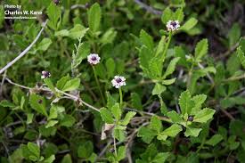 Image result for Phyla nodiflora