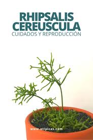 Cuidados lo bueno es que, cuando se les da agua, se recuperan rápidamente. Cuidados Y Reproduccion De La Rhipsalis Cereuscula Suculentas Suculentas Con Flores Suculentas Colgantes