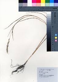 Image result for Echinochloa jubata