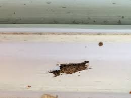 Termite control brisbane | pro termites. Termite Control Services Bug Pro