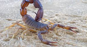 What to do if a spider or scorpion bites your child | BabyCenter