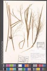 Image result for Sporobolus agrostoides