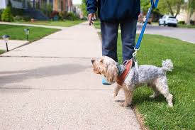 We did not find results for: How To Stop My Dog Barking When Out Walking Patchpuppy Com