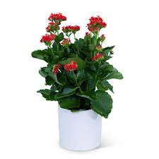 Image result for Kalanchoe